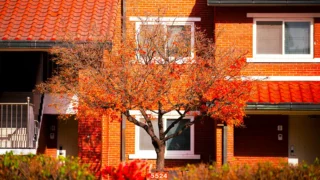 용산공원 미군기지 단풍
