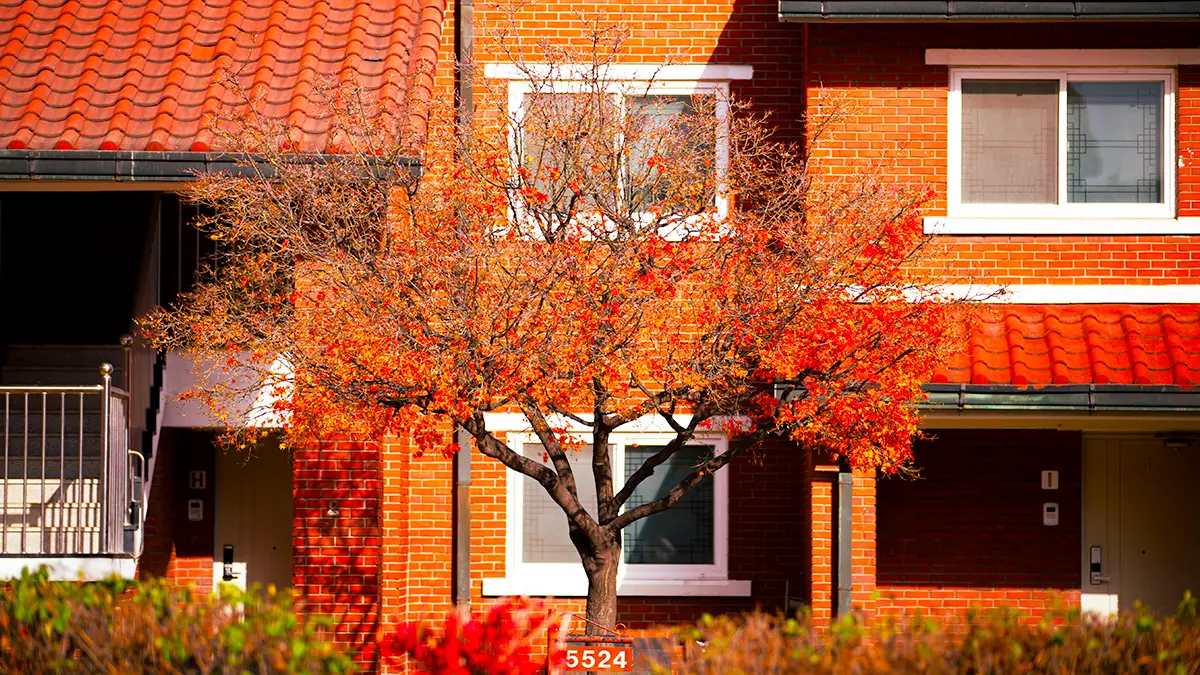 용산공원 미군기지 단풍