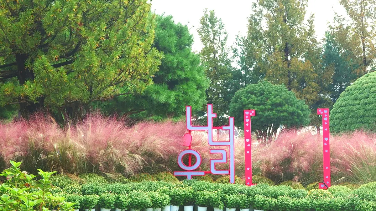 유성국화축제 핑크뮬리 유성국화축제 핑크뮬리