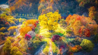 안동 용계리 은행나무 단풍