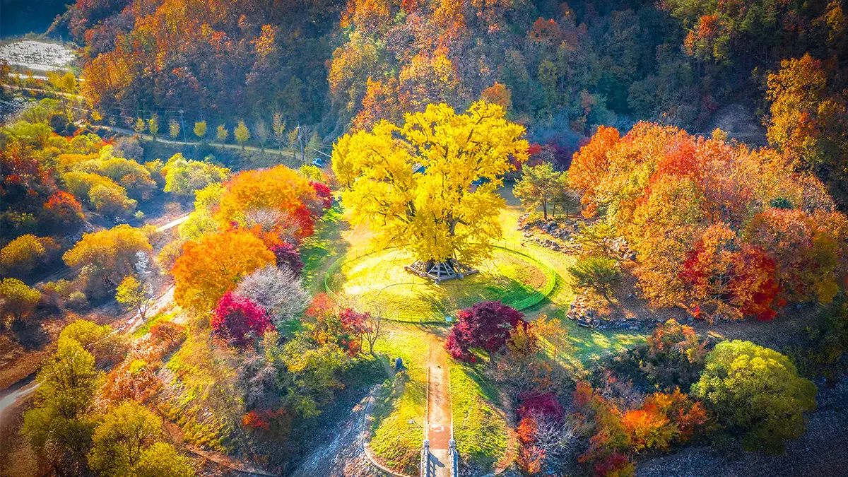 안동 용계리 은행나무 단풍