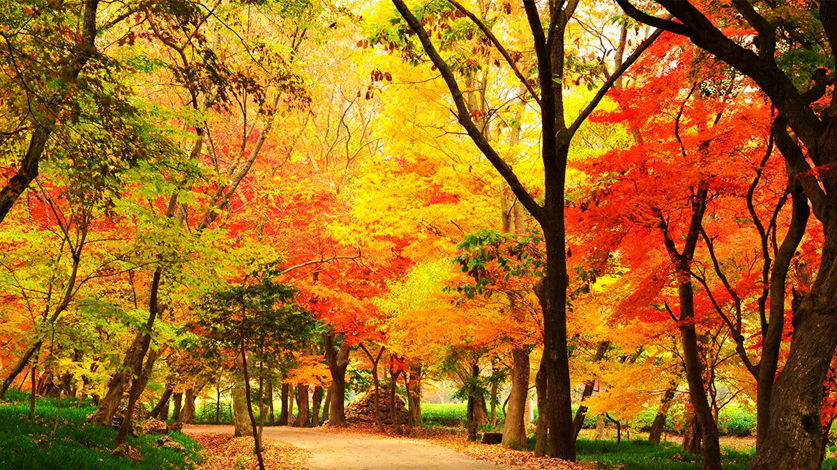 선운사 단풍길 선운사 단풍길