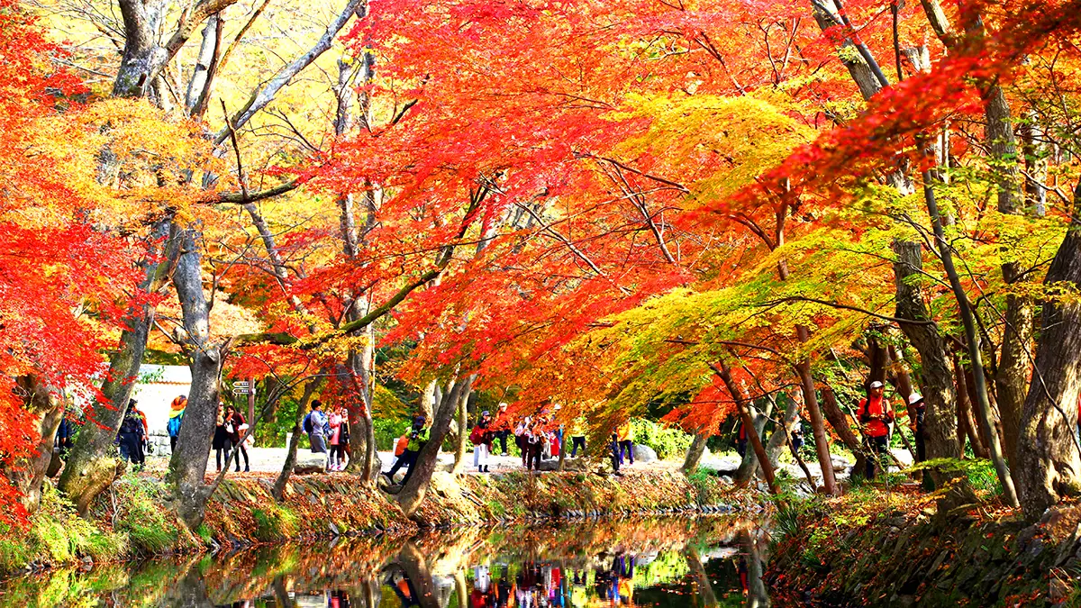 선운사 단풍 선운사 단풍