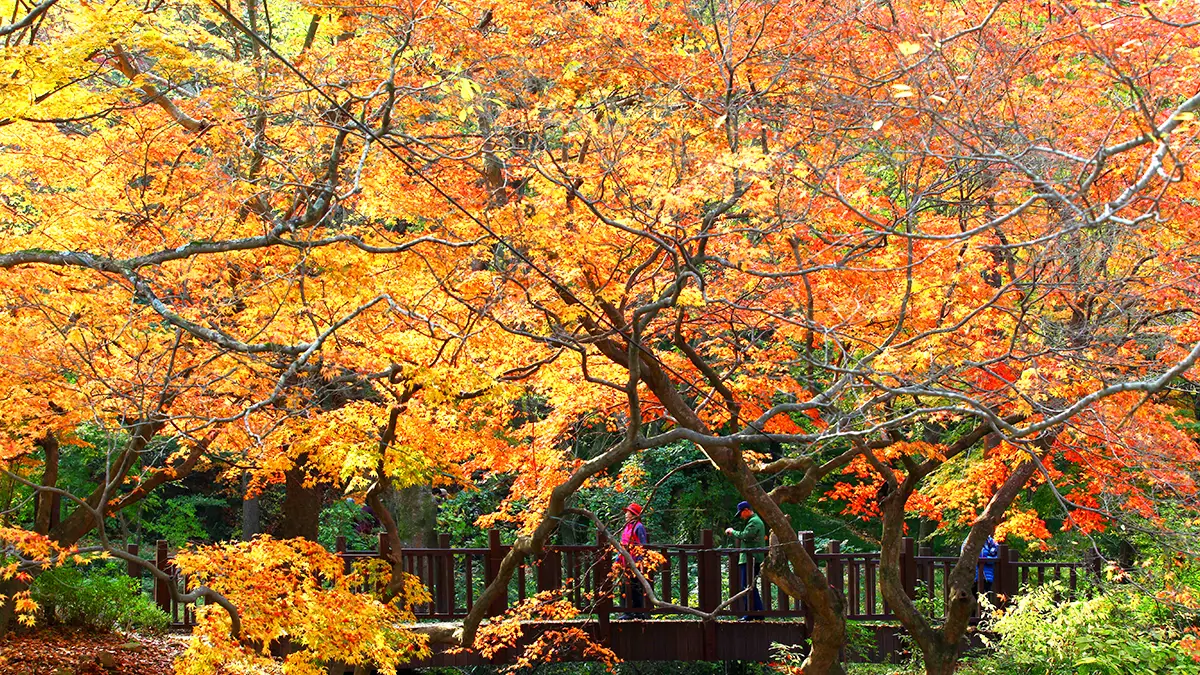 선운사 단풍길 선운사 단풍길