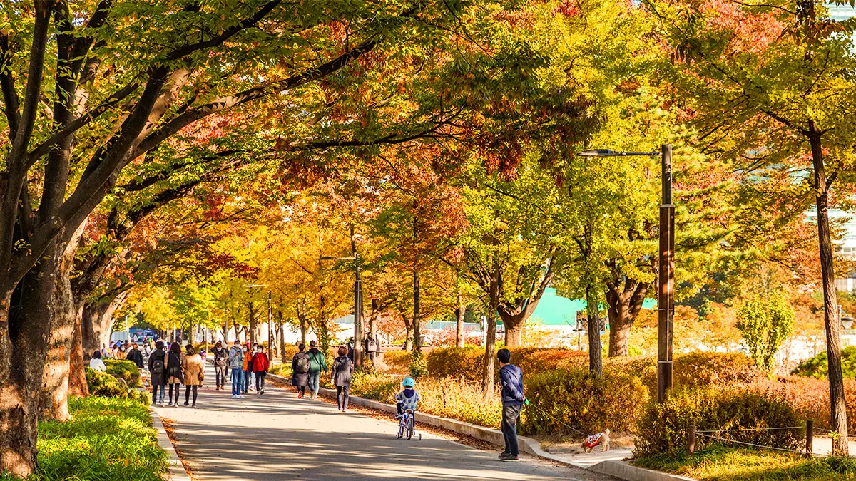보라매공원 단풍