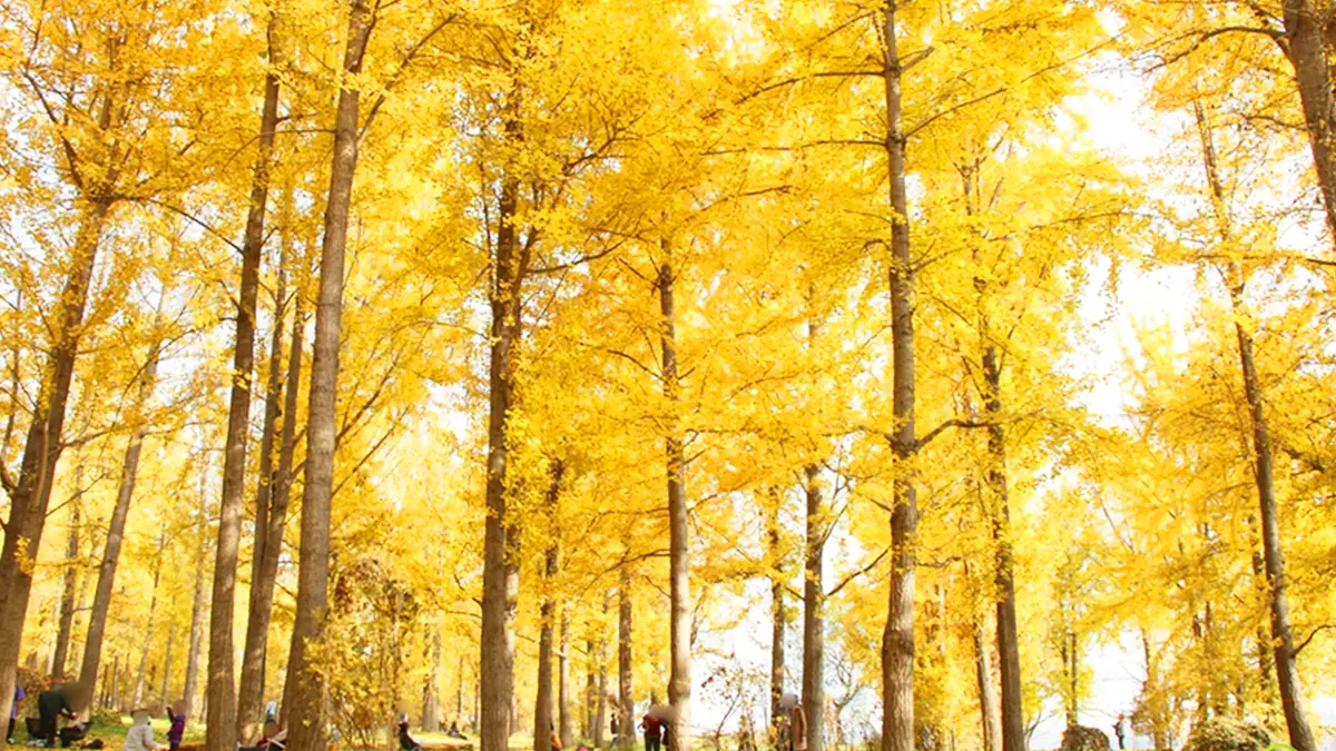 좌학리 은행나무 숲