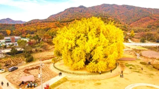 반계리 은행나무 전경