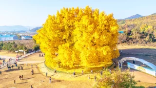 반계리 은행나무 가을 풍경