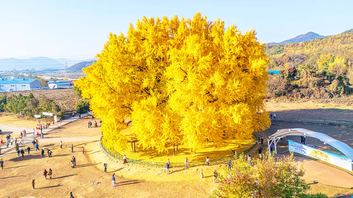 반계리 은행나무 가을 풍경
