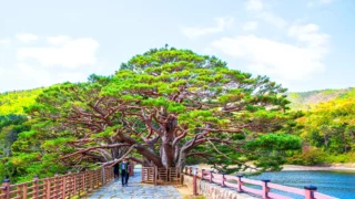 법기수원지 소나무