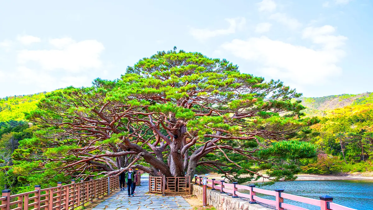법기수원지 소나무