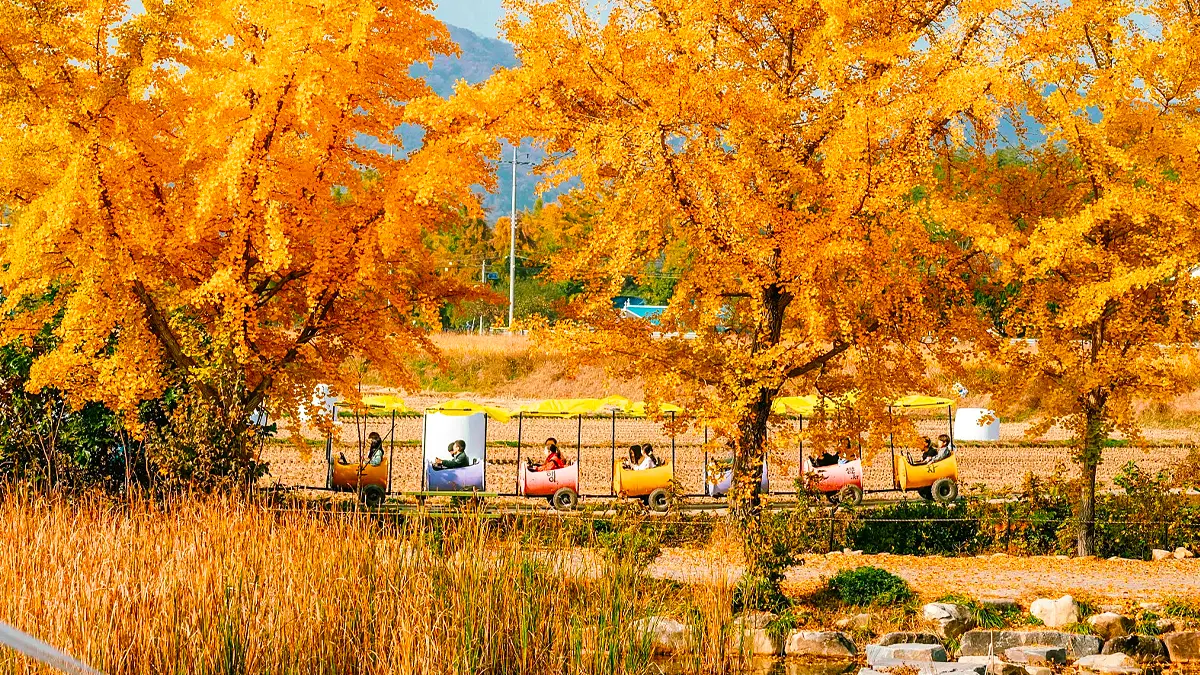 보령 청라은행마을