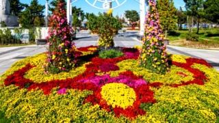 청초호 유원지 국화