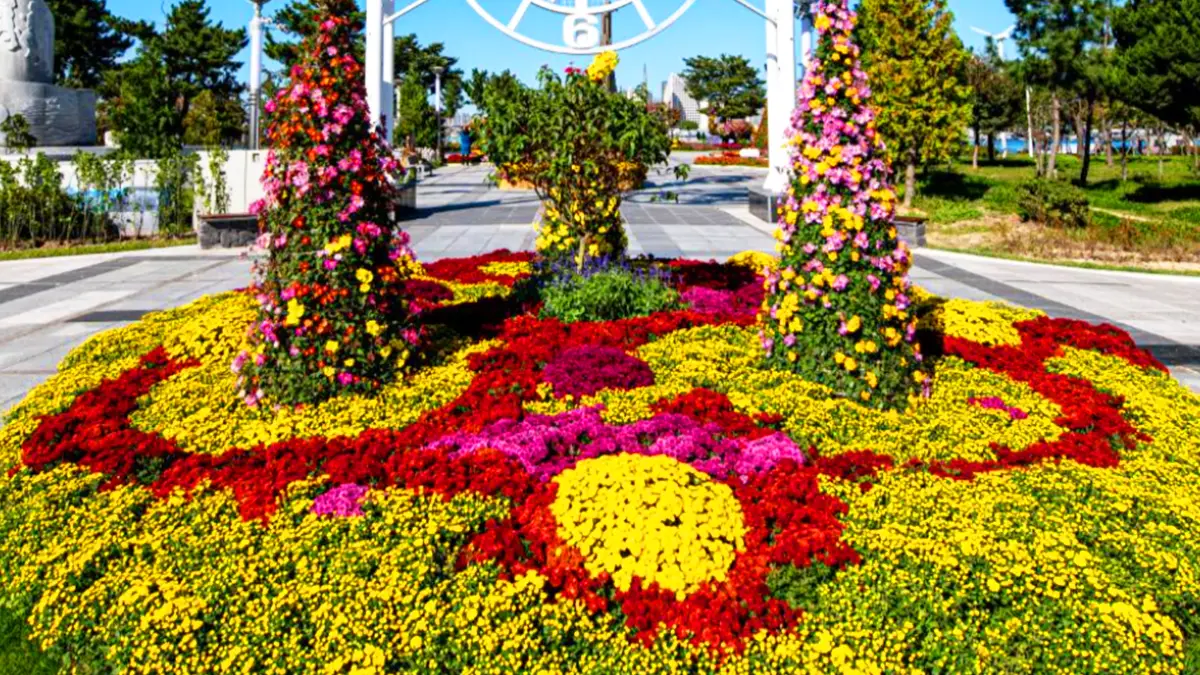 청초호 유원지 국화