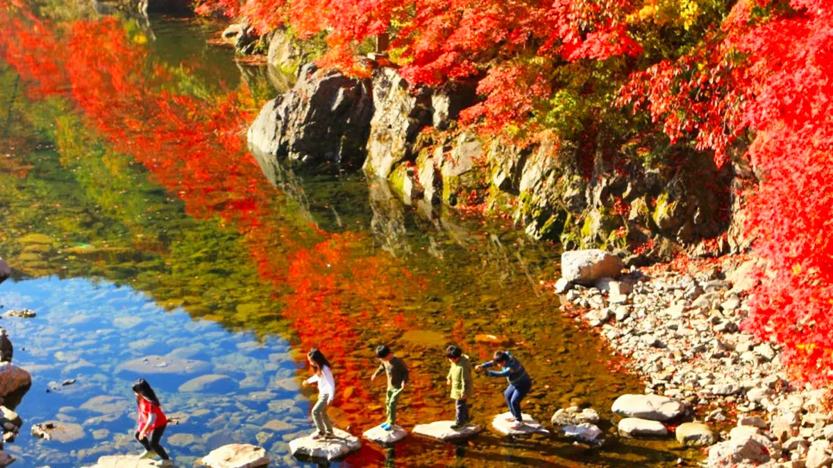 철암단풍군락지 모습