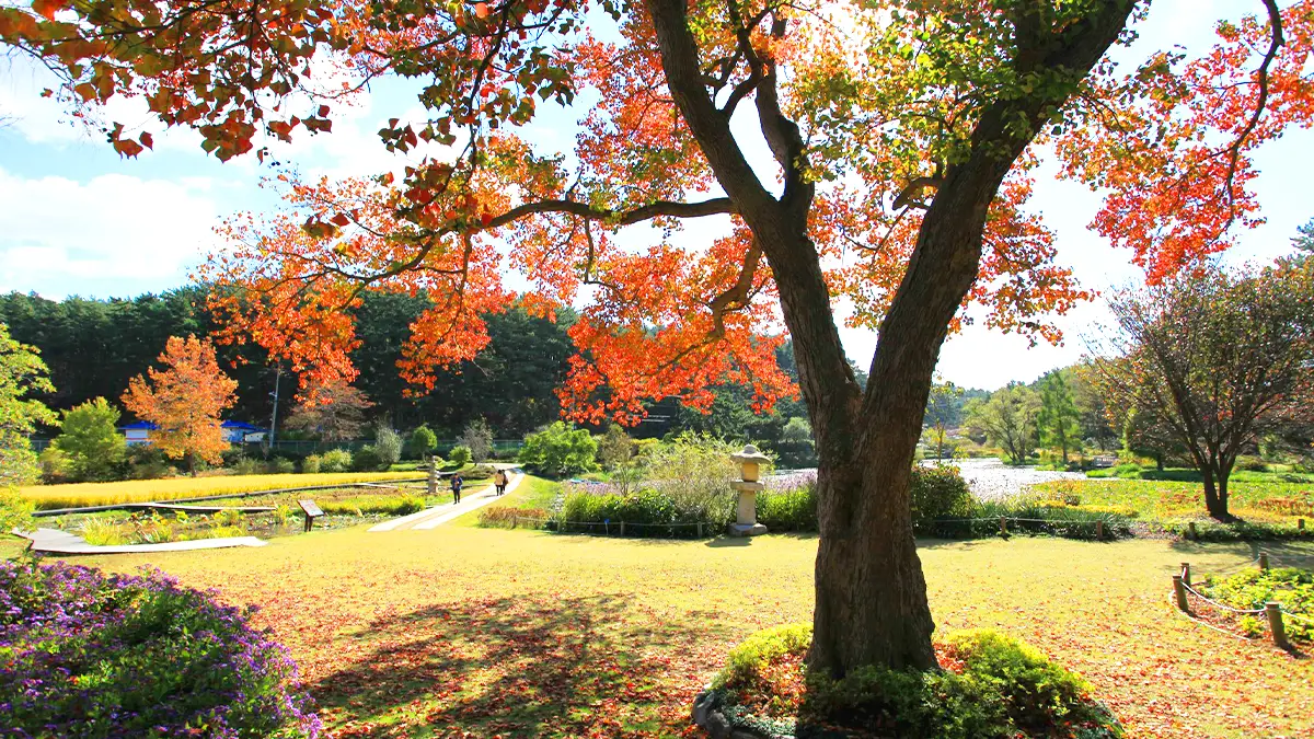 천리포수목원 단풍 천리포수목원 단풍