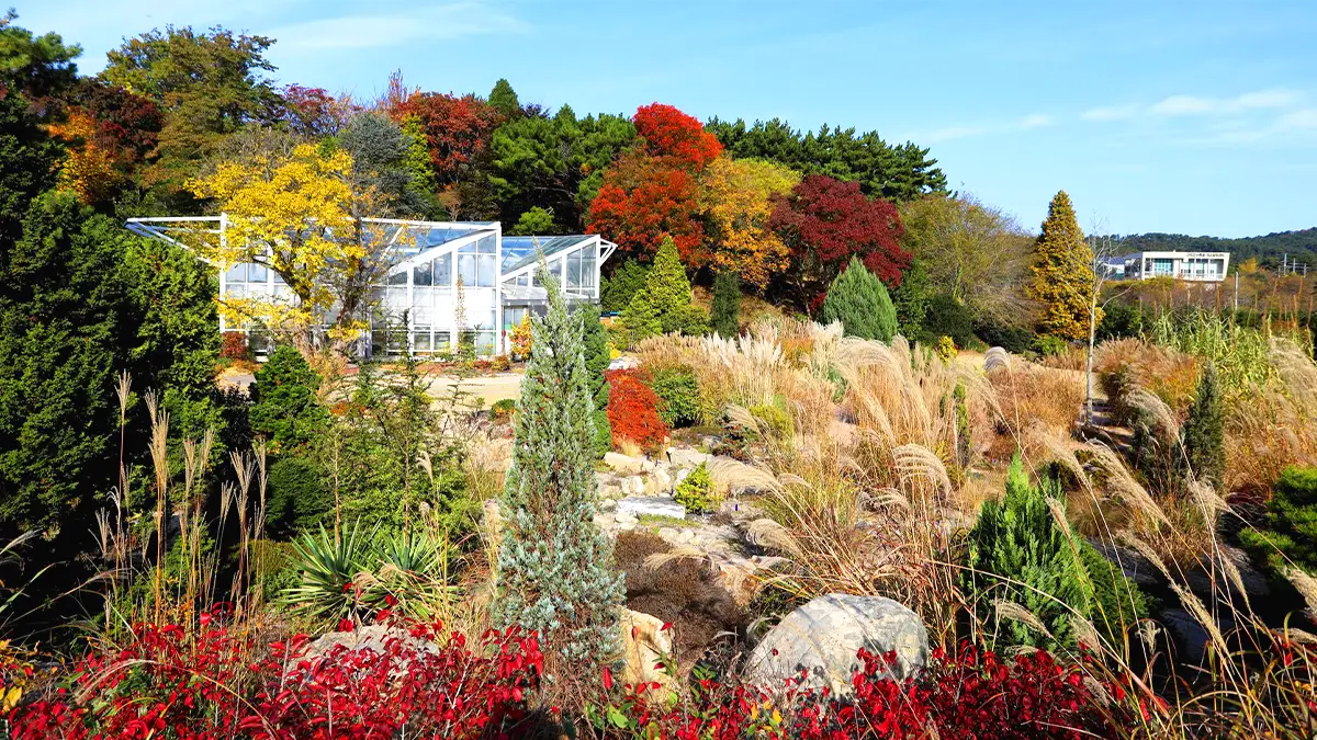 천리포수목원 억새와 단풍 천리포수목원 억새와 단풍