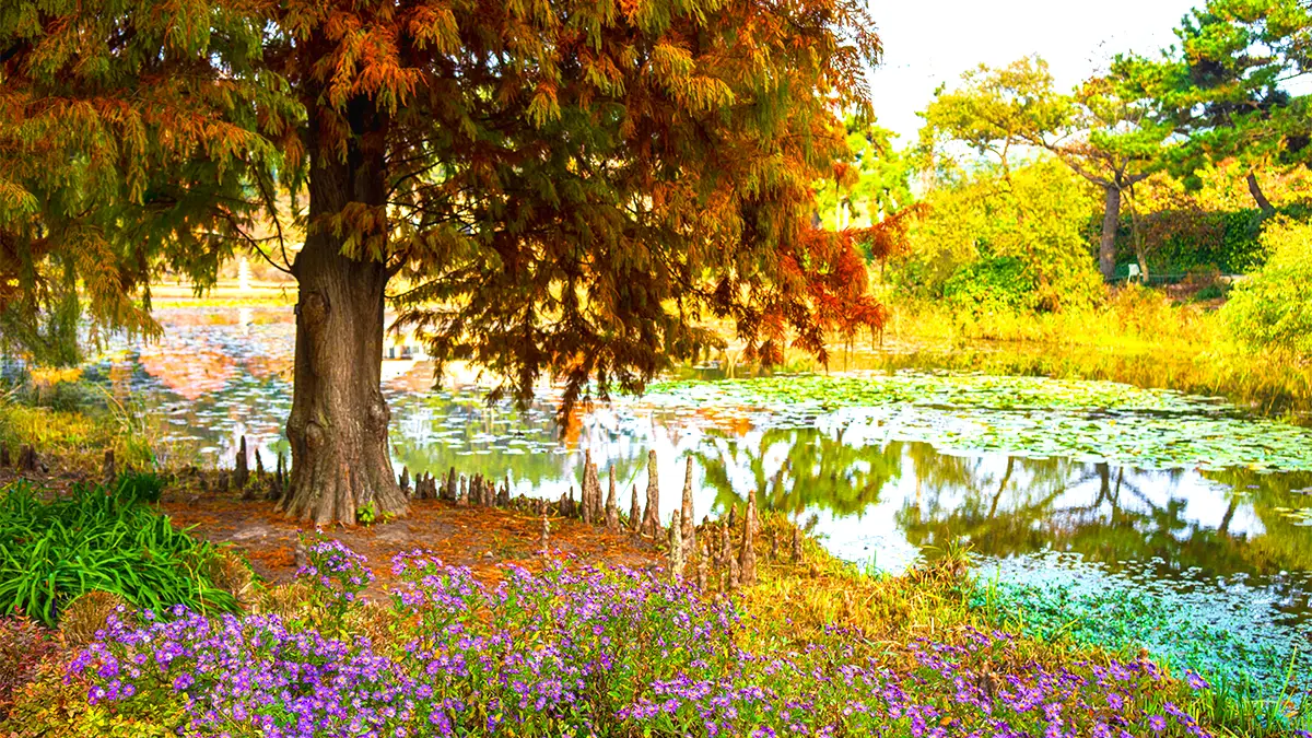 천리포수목원 가을 모습 천리포수목원 가을 모습