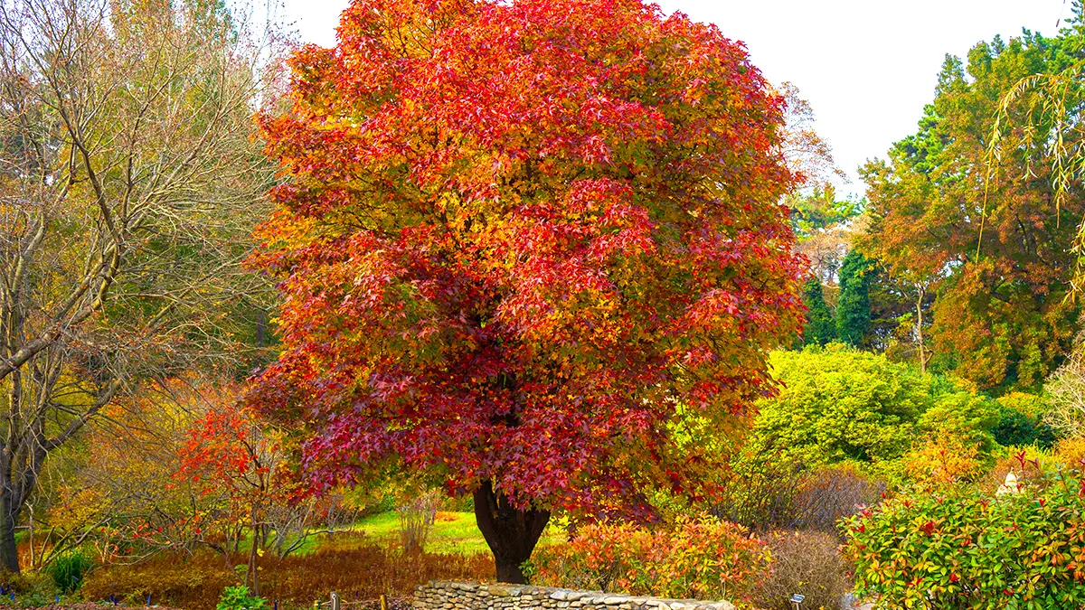천리포수목원 단풍나무 천리포수목원 단풍나무