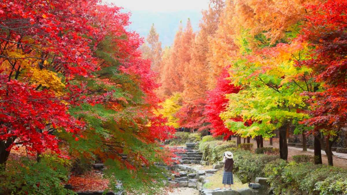 상소동 산림욕장 메타세쿼이아 상소동 산림욕장 메타세쿼이아