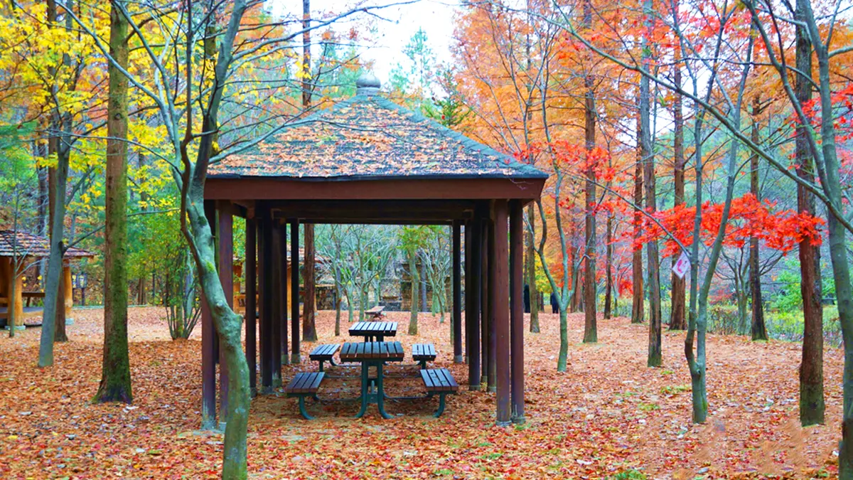 상소동 산림욕장 단풍나무 상소동 산림욕장 단풍나무