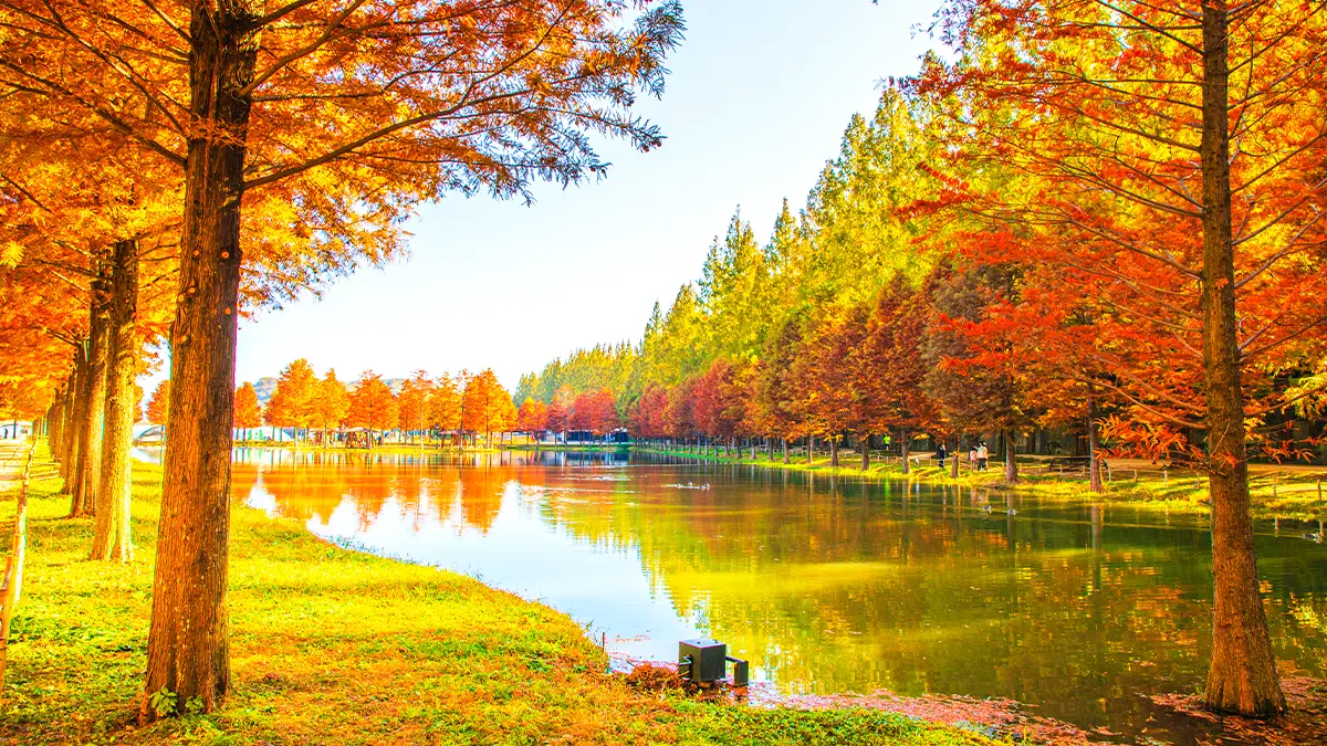 담양 메타세쿼이아길 풍경