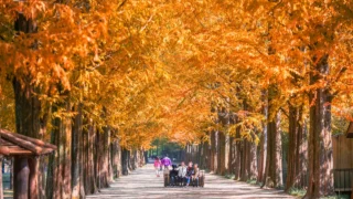 담양 메타세콰이아 벤치