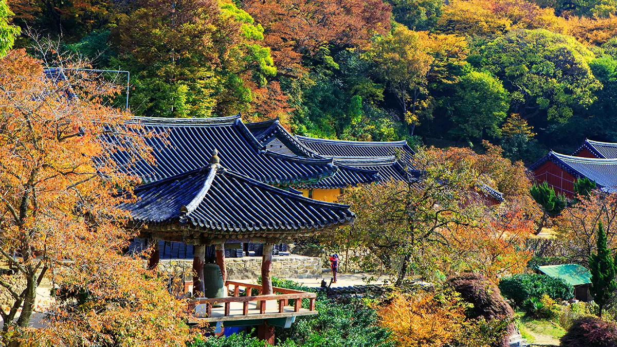 개심사 단풍 개심사 단풍