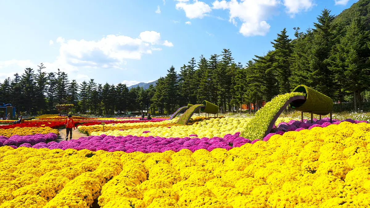 인제 용대관광단지 국화 인제 용대관광단지 국화