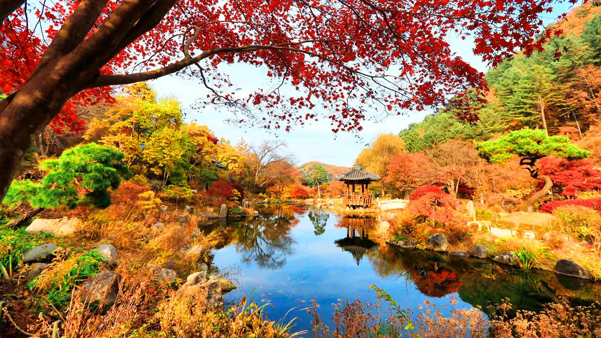 아침고요수목원 가을