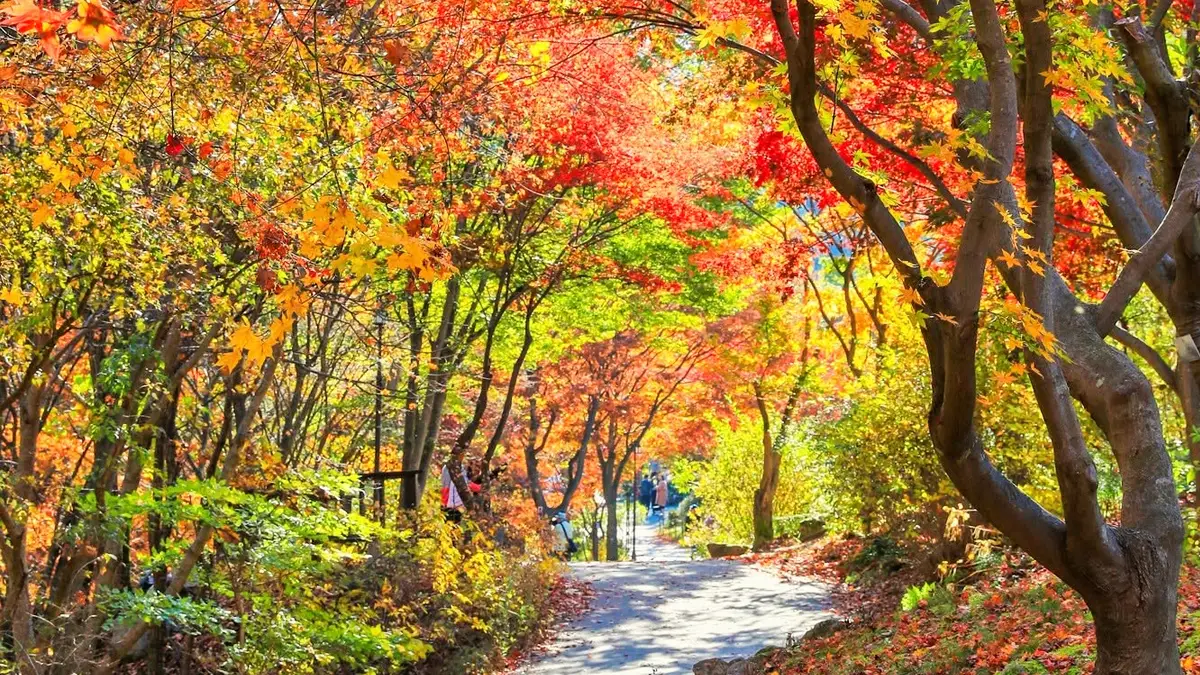 아침고요수목원 단풍