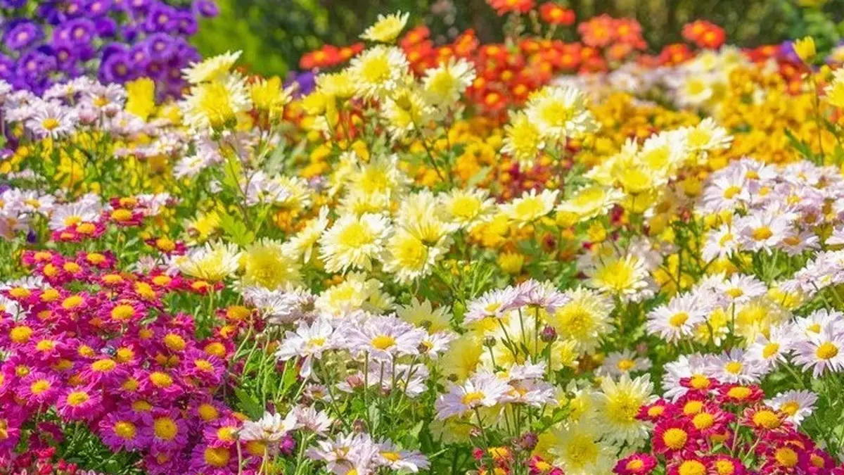 아침고요수목원 국화전시