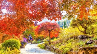 아침고요수목원 가을 단풍