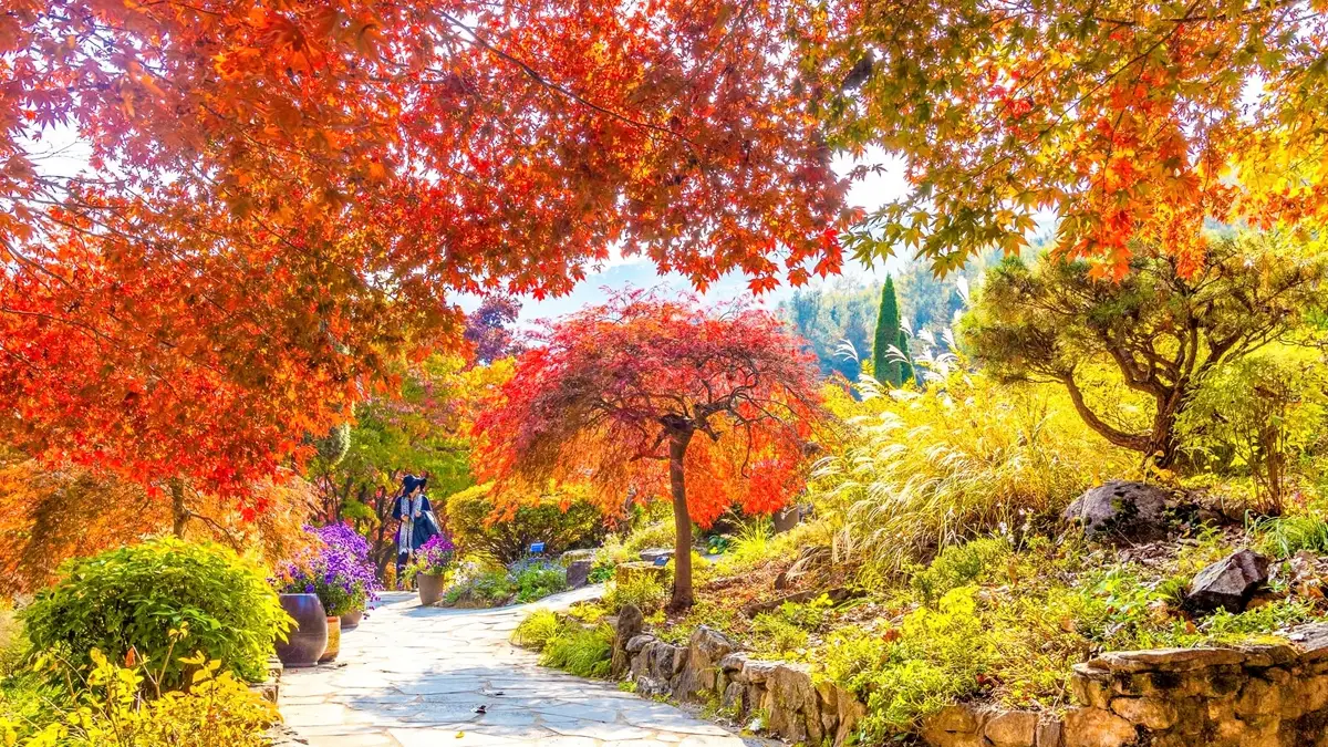 아침고요수목원 가을 단풍