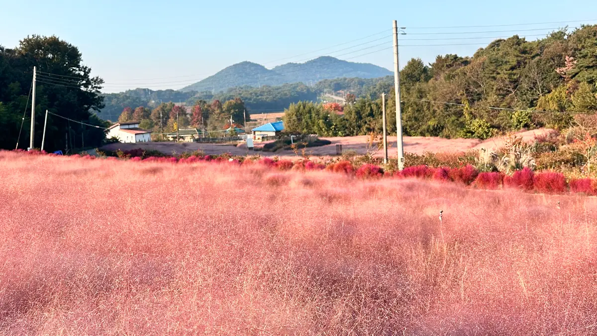 핑크뮬리 핑크뮬리