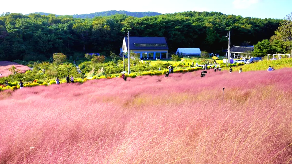 고창청농원 핑크뮬리 고창청농원 핑크뮬리