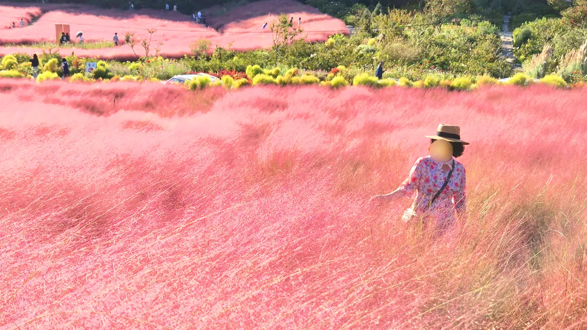고창청농원 핑크뮬리 풍경 고창청농원 핑크뮬리 풍경