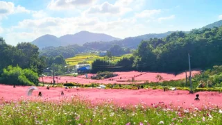 고창청농원 핑크뮬리축제