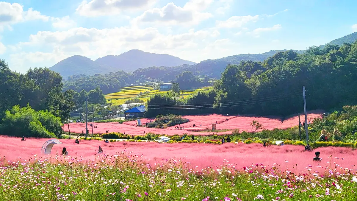 고창청농원 핑크뮬리축제