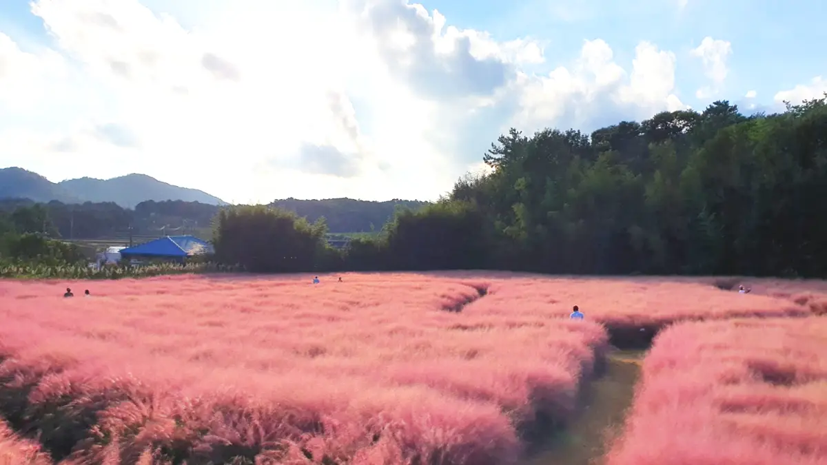 고창청농원 핑크뮬리 모습 고창청농원 핑크뮬리 모습