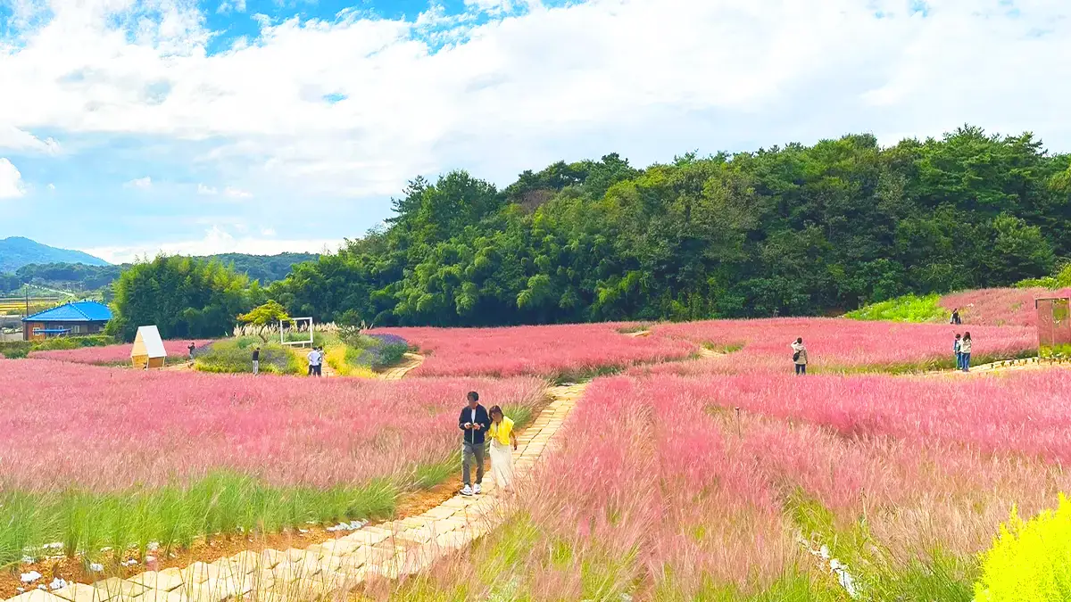핑크뮬리축제 모습 핑크뮬리축제 모습