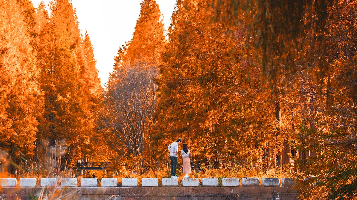 경북천년숲정원 단풍