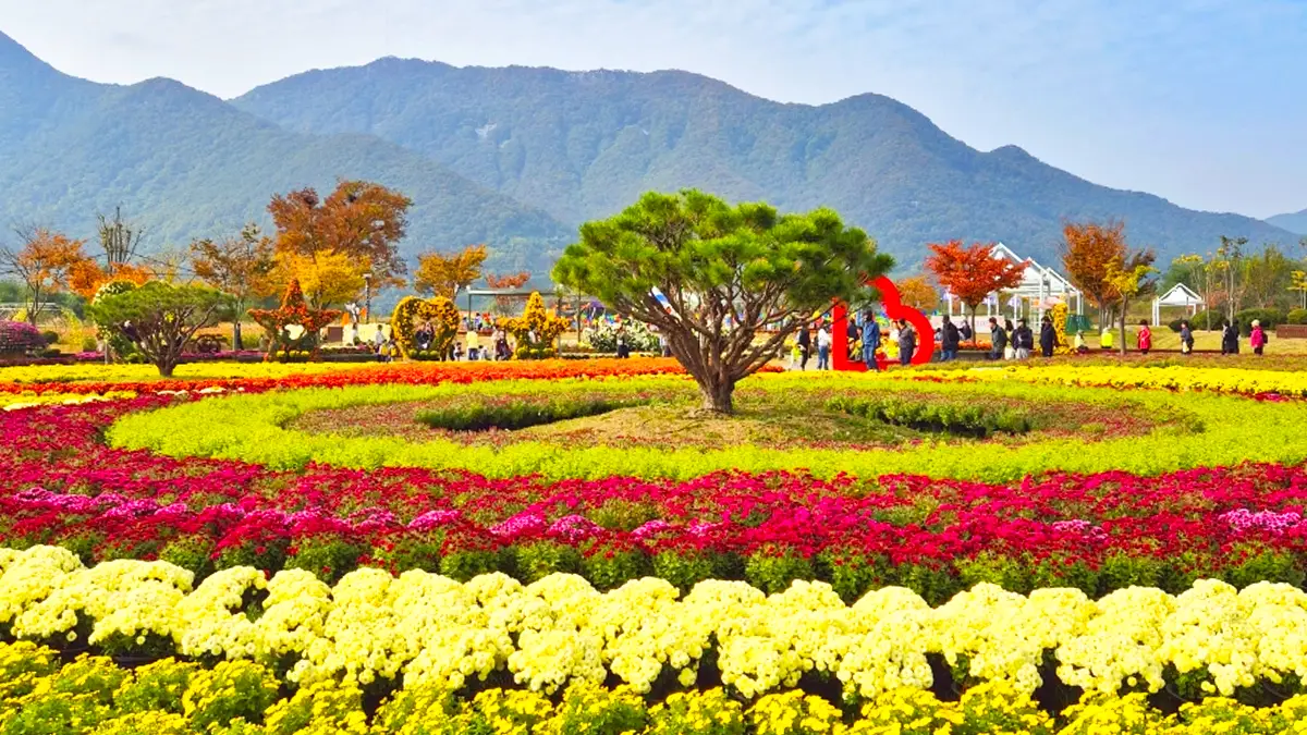 양산국화축제
