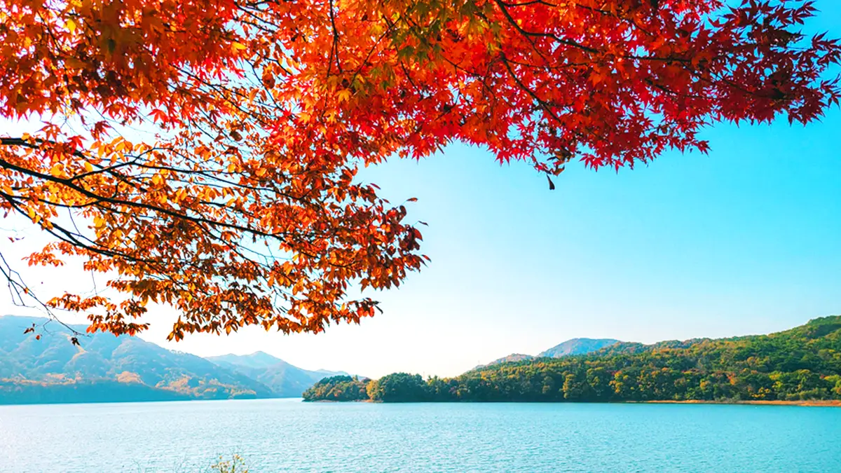 장성호 단풍 장성호 단풍