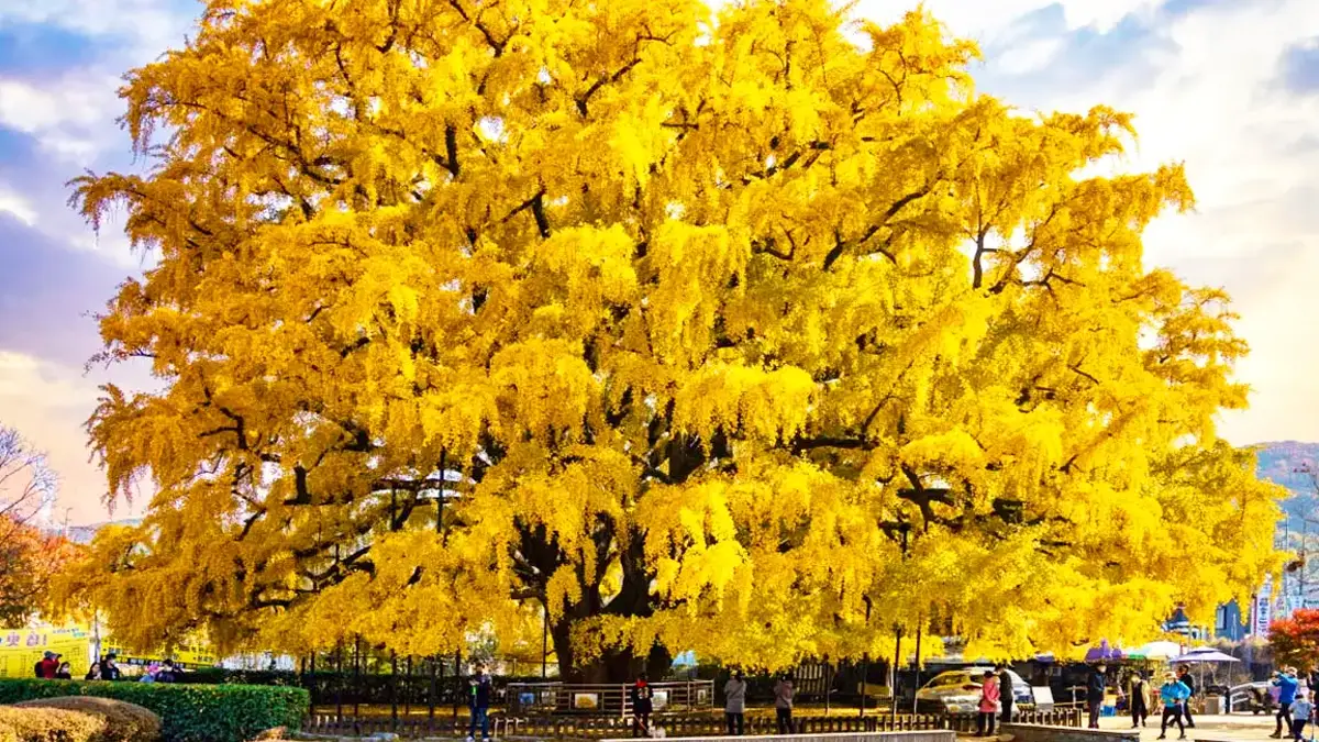 인천 장수동 은행나무