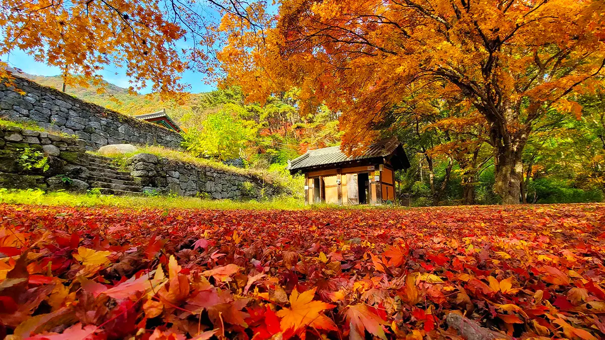 모악산도립공원 추경 모악산도립공원 추경
