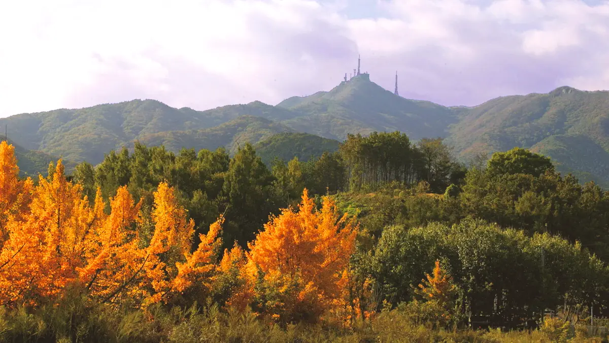 모악산 단풍나무 모악산 단풍나무