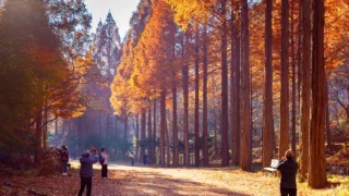 온빛자연휴양림 메타세쿼이아