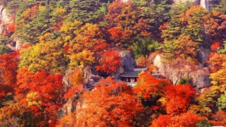 영천 은해사 단풍