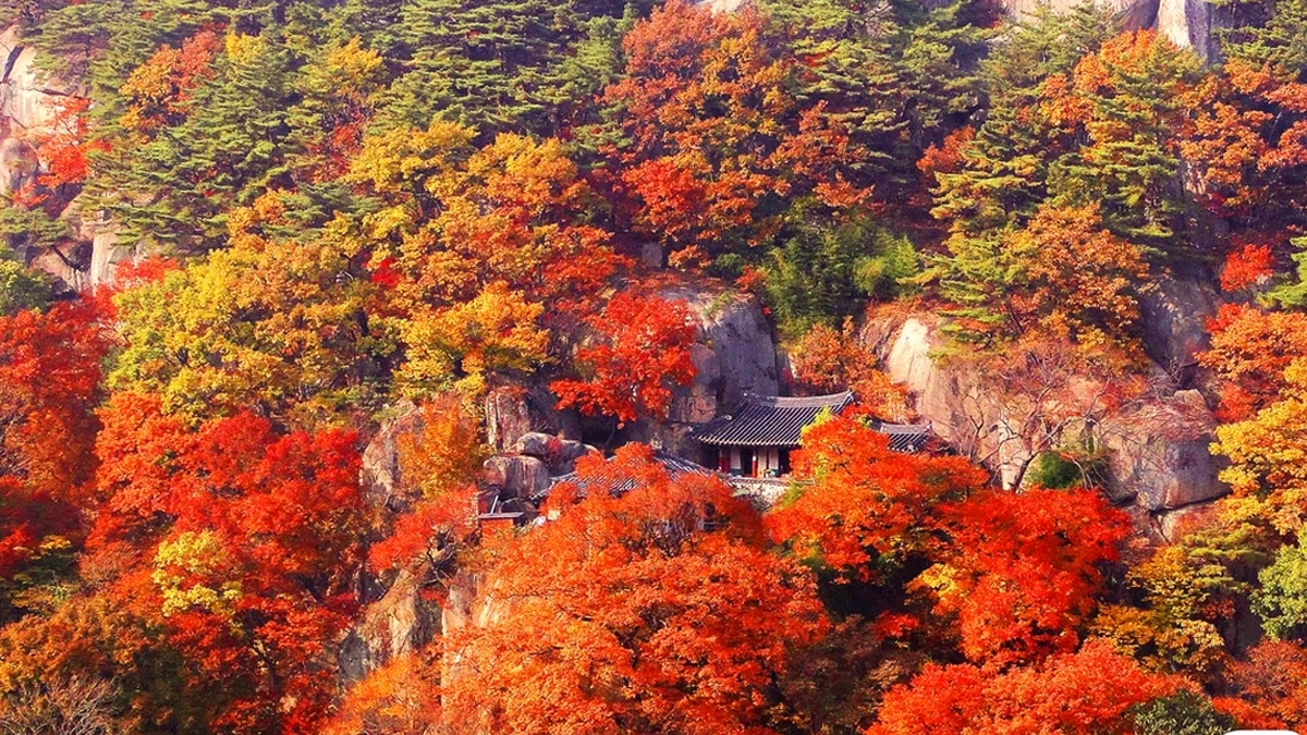 영천 은해사 단풍